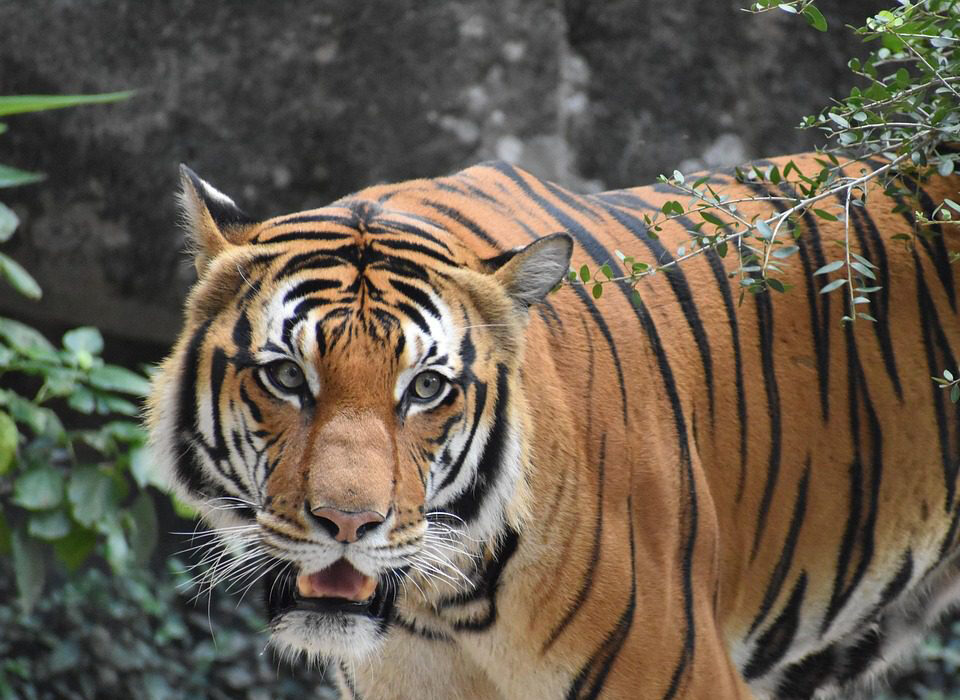 What Wildlife Poses the Biggest Danger?