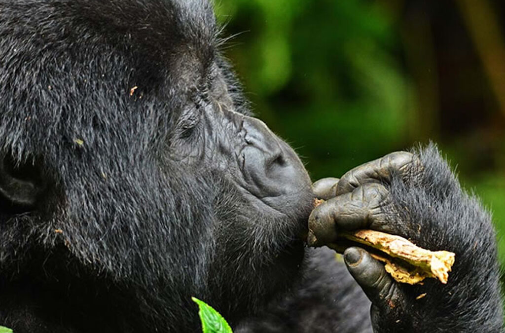 Tips When Planning a Gorilla Trekking Safari
