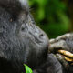Tips When Planning a Gorilla Trekking Safari