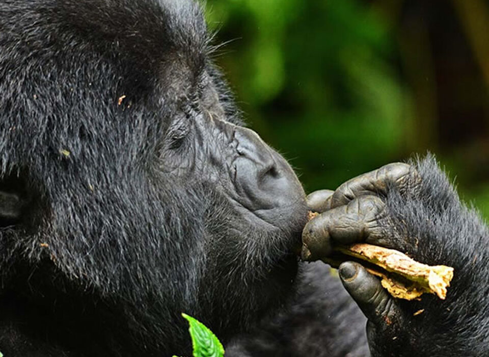 Tips When Planning a Gorilla Trekking Safari