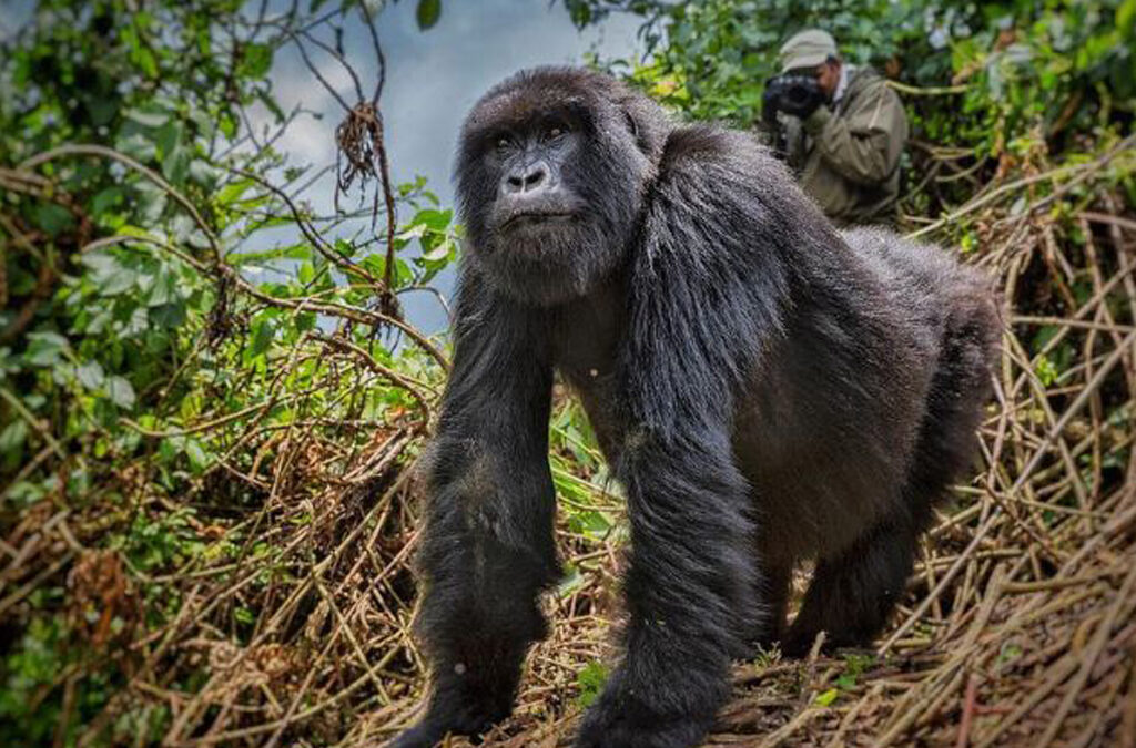 The Importance of Following Mountain Gorilla Trekking Rules