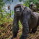 The Importance of Following Mountain Gorilla Trekking Rules