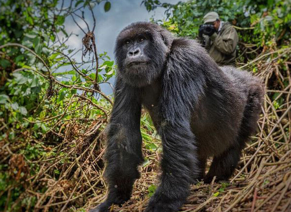 The Importance of Following Mountain Gorilla Trekking Rules