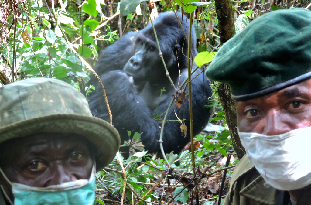 Do You Have to Wear Masks Around Gorillas?