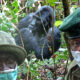 Do You Have to Wear Masks Around Gorillas?