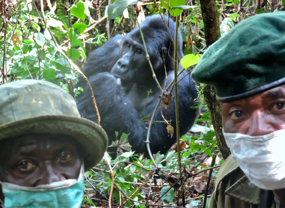 Do You Have to Wear Masks Around Gorillas?
