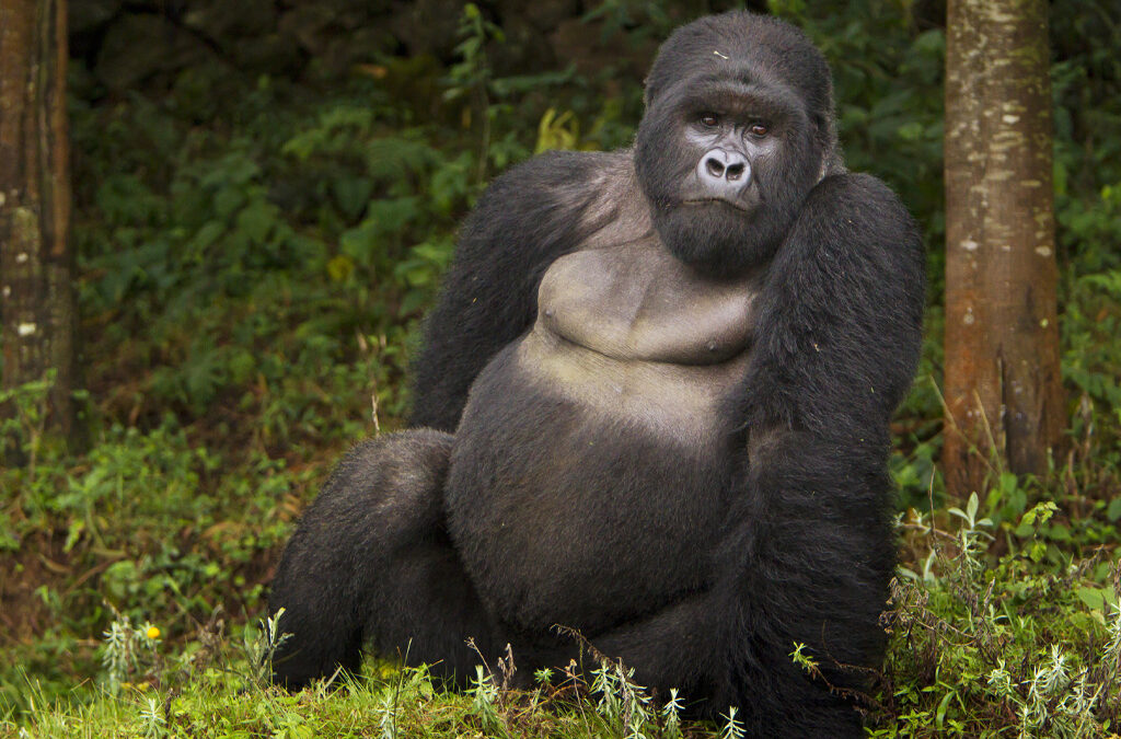 What Makes Mountain Gorilla Trekking Unique