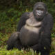 What Makes Mountain Gorilla Trekking Unique