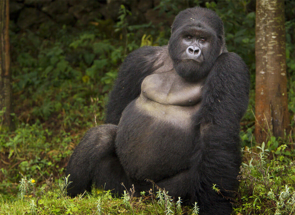 What Makes Mountain Gorilla Trekking Unique