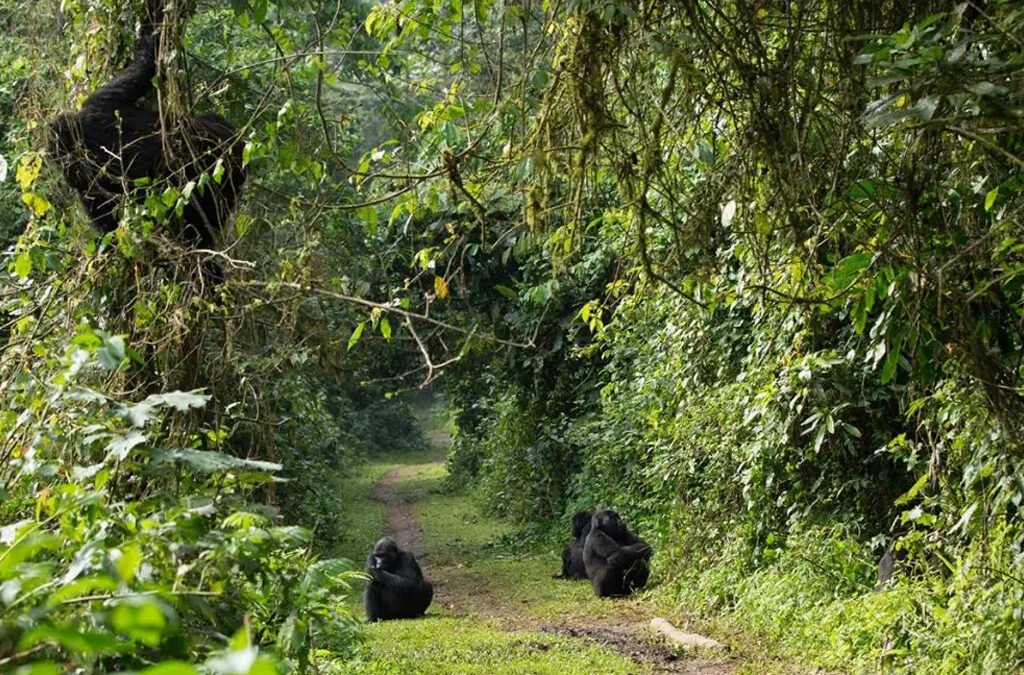 1-Day Uganda Gorilla Trekking Tour from Kigali