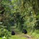 1-Day Uganda Gorilla Trekking Tour from Kigali