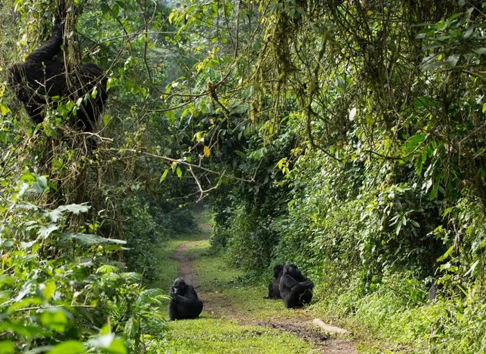 1-Day Uganda Gorilla Trekking Tour from Kigali