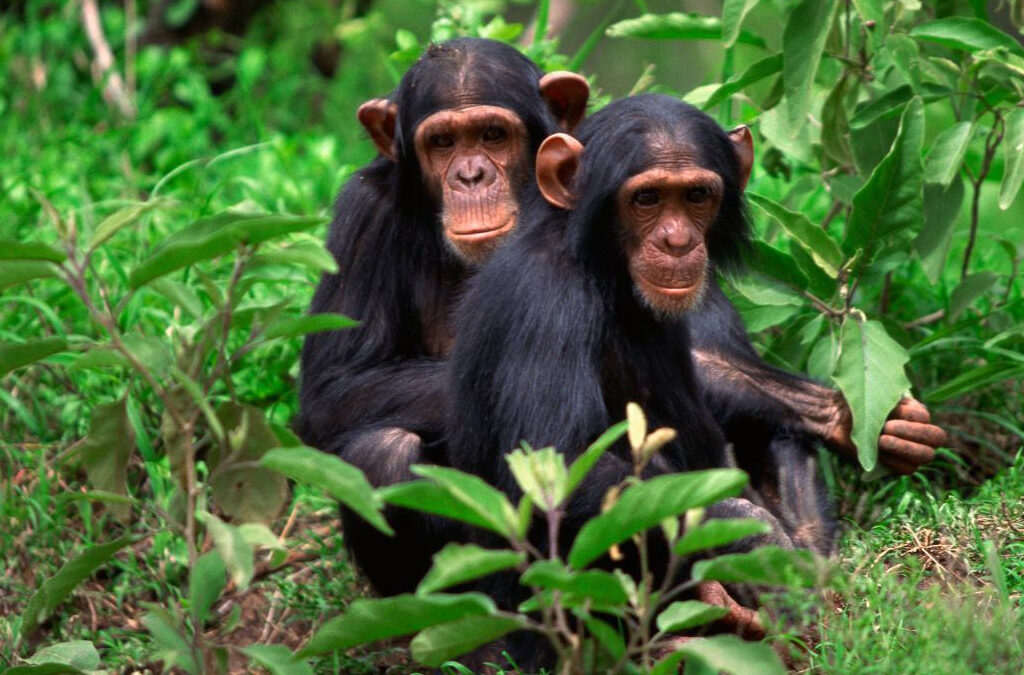 3-Day Chimpanzee Trekking Safari in Nyungwe National Park,