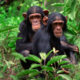 3-Day Chimpanzee Trekking Safari in Nyungwe National Park,