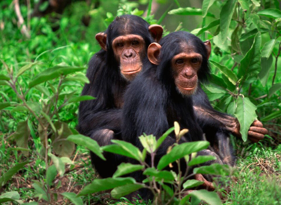 3-Day Chimpanzee Trekking Safari in Nyungwe National Park,