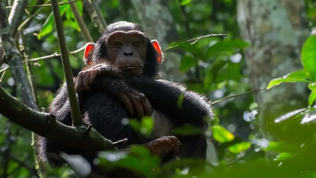 Are chimpanzees dangerous to track?