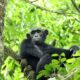 Are chimpanzees dangerous to track?