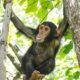 Can I do a full-day chimpanzee habituation experience?