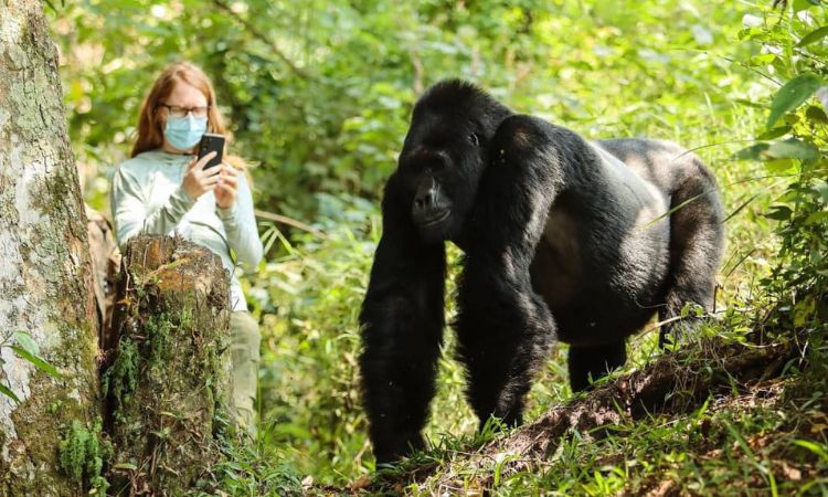 Can I do a one-day gorilla trek in Uganda?