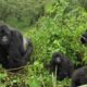 Can I do a one-day gorilla trek in Uganda?