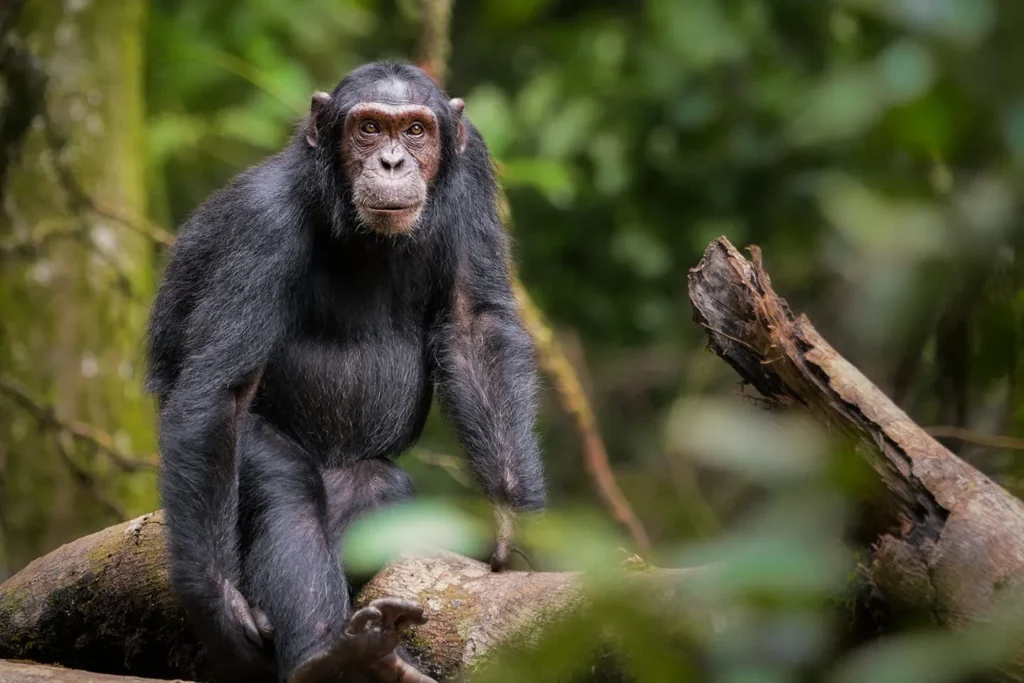 Can I see chimpanzees in Uganda’s national parks?