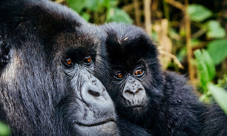 Can I take photos during gorilla trekking?