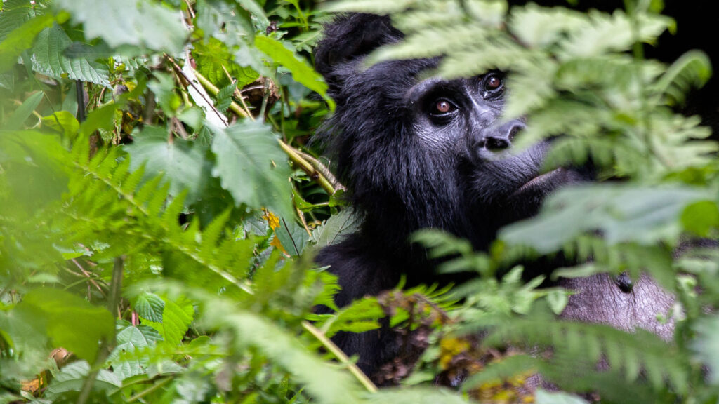 Can I trek gorillas from Kigali to Bwindi?
