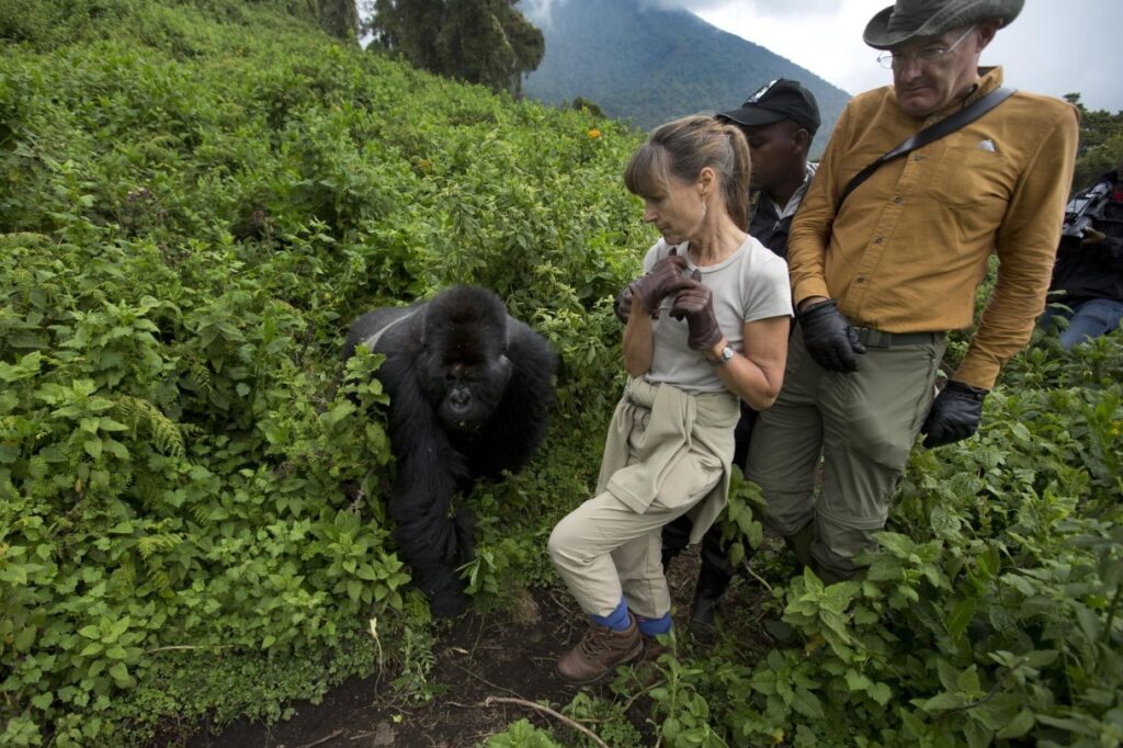 Can I trek gorillas twice in Uganda?