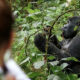 Gorilla Safari Payment Options in Uganda