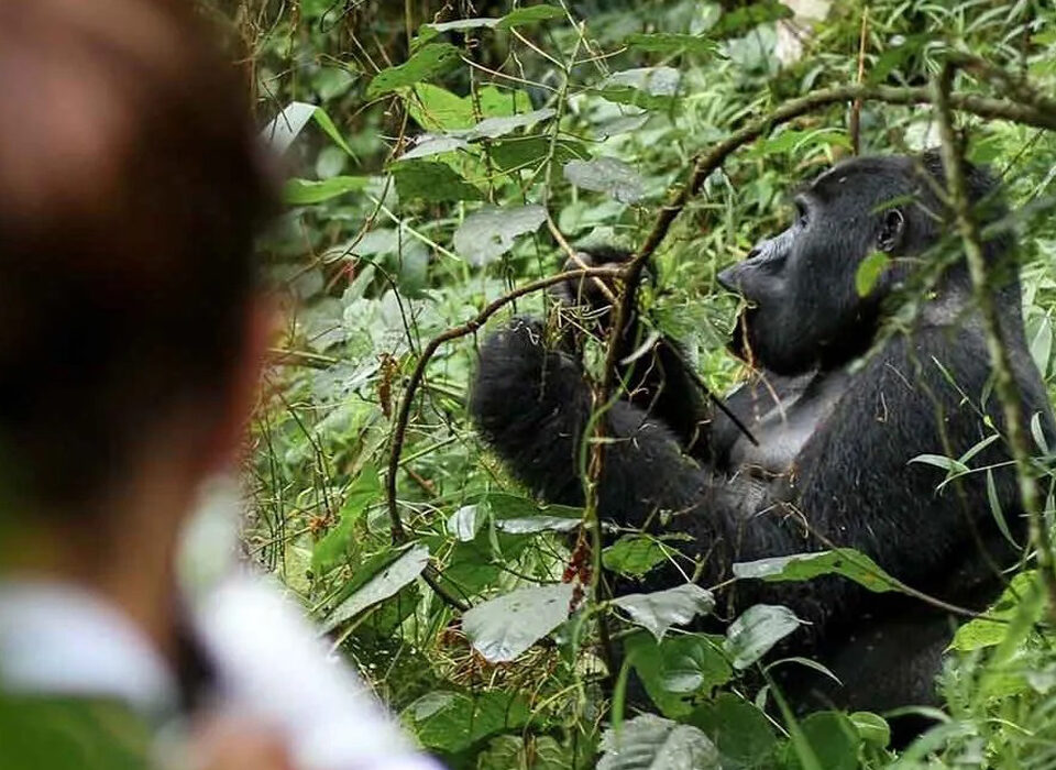 Gorilla Safari Payment Options in Uganda