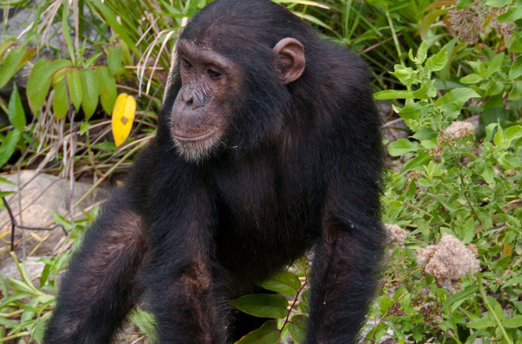 Best Time for Chimpanzee Trekking