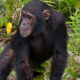 Best Time for Chimpanzee Trekking