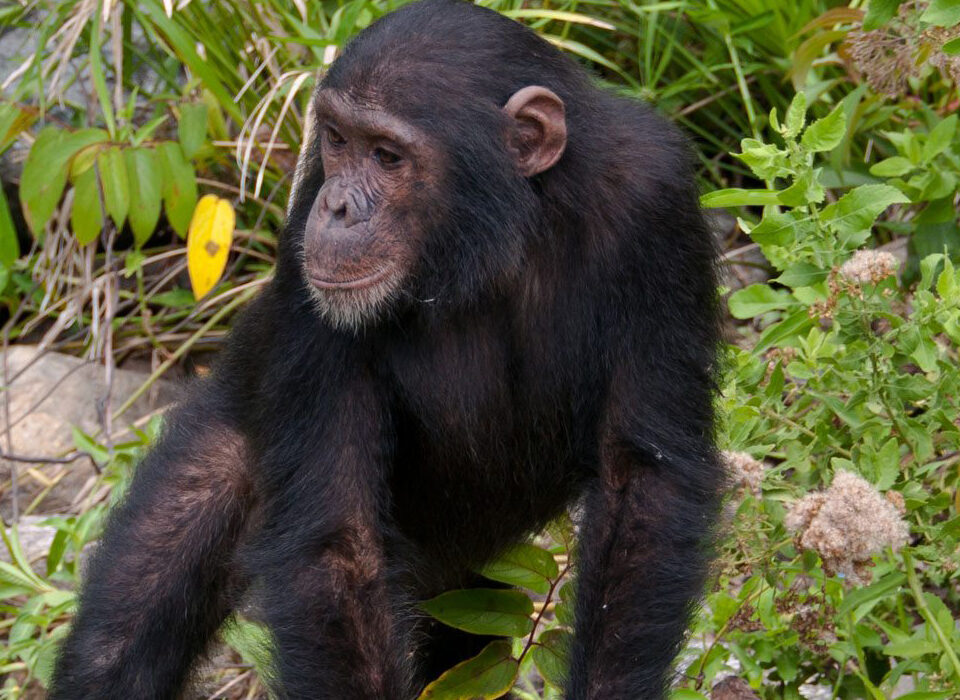 Best Time for Chimpanzee Trekking