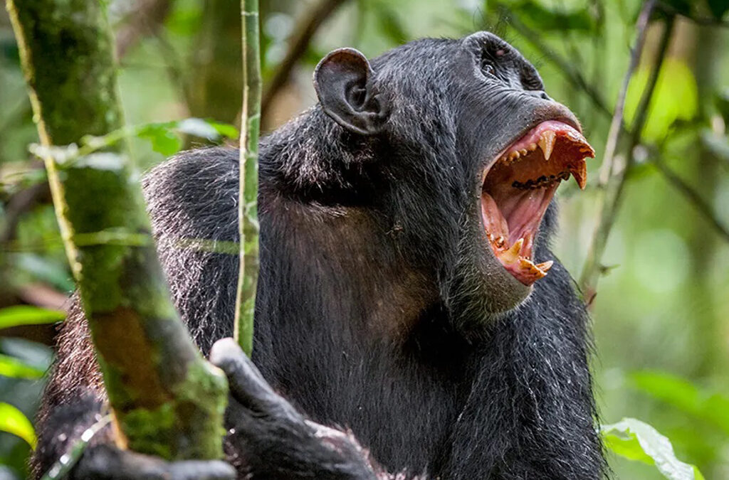 How Strong Is a Chimpanzee? Are Chimps Really That Violent?