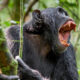 How Strong Is a Chimpanzee? Are Chimps Really That Violent?