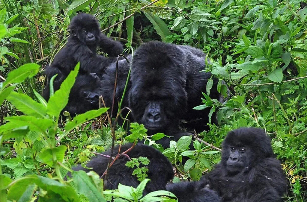 Is Gorilla Habituation Worth the Money?