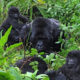 Is Gorilla Habituation Worth the Money?