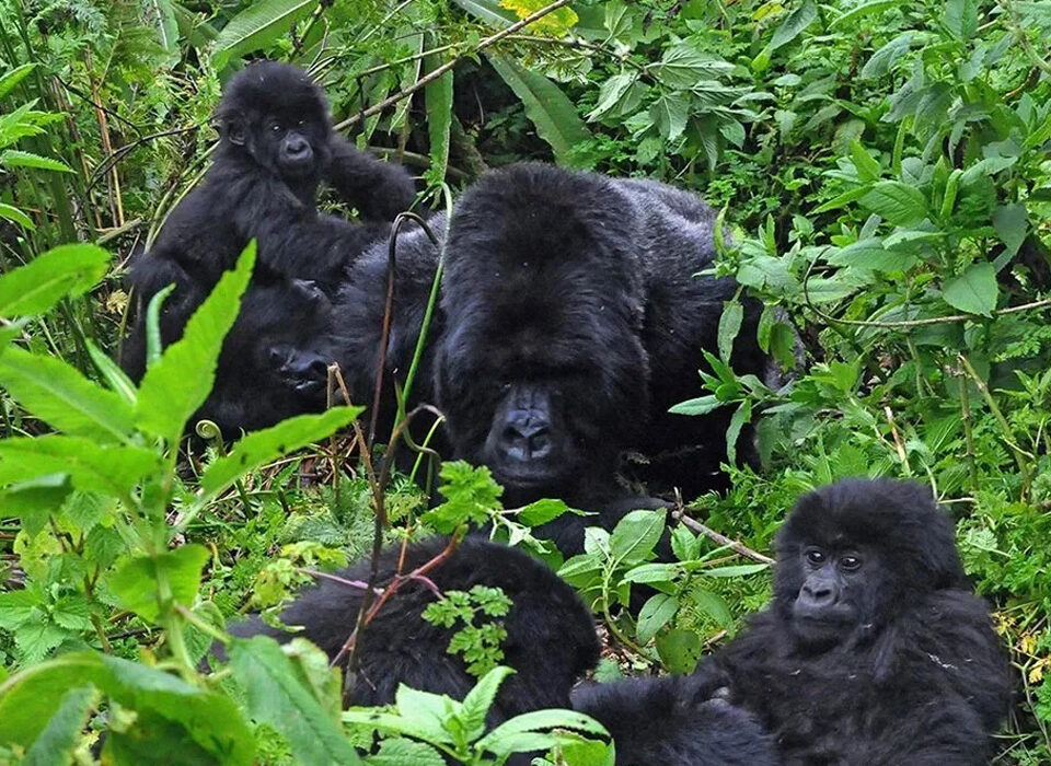 Is Gorilla Habituation Worth the Money?