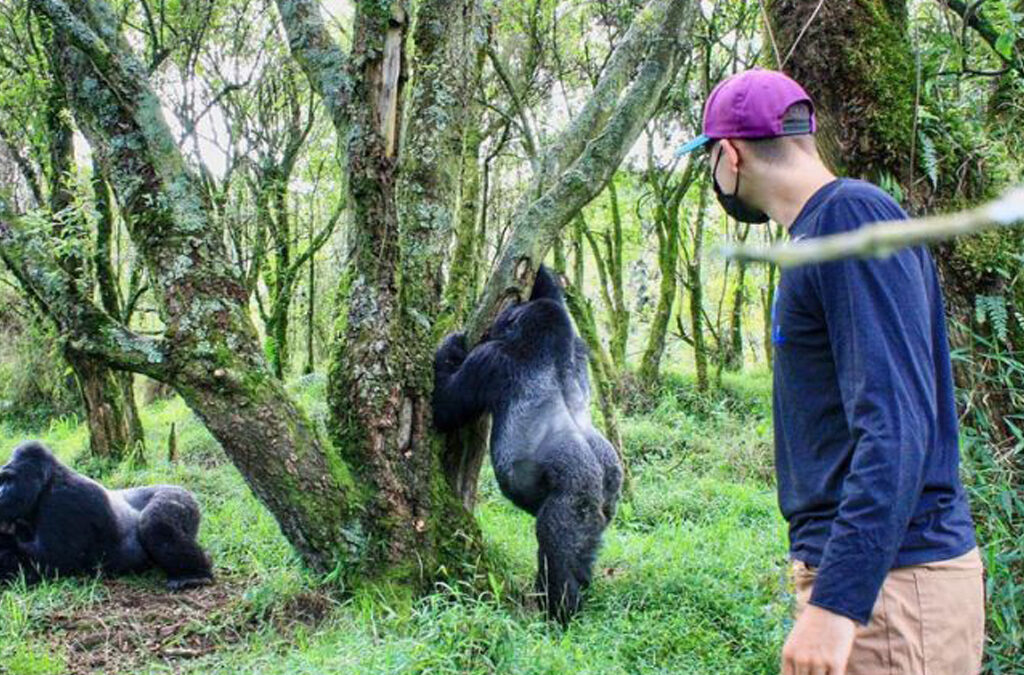 The Cheapest Gorilla Tours in Uganda