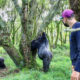 The Cheapest Gorilla Tours in Uganda