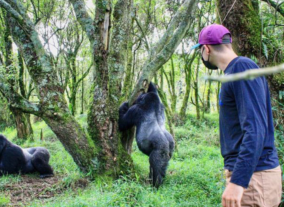 The Cheapest Gorilla Tours in Uganda