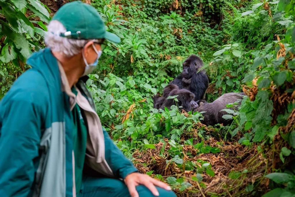 How difficult is gorilla trekking in Bwindi?