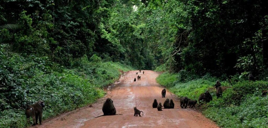 How do I get to Kibale Forest National Park?