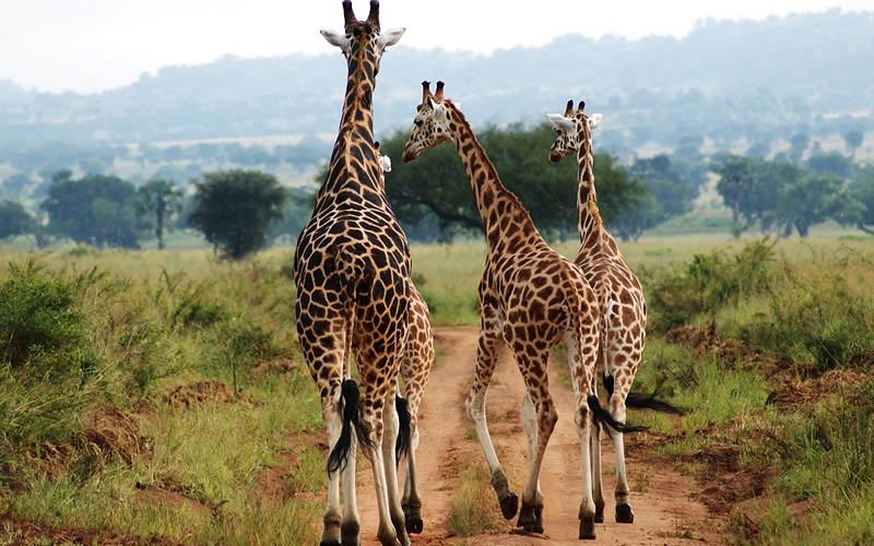 How do I reach Kidepo Valley National Park?