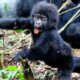 How early should I book my gorilla permit?
