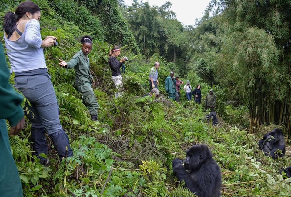 How long does a gorilla trek take in Uganda?