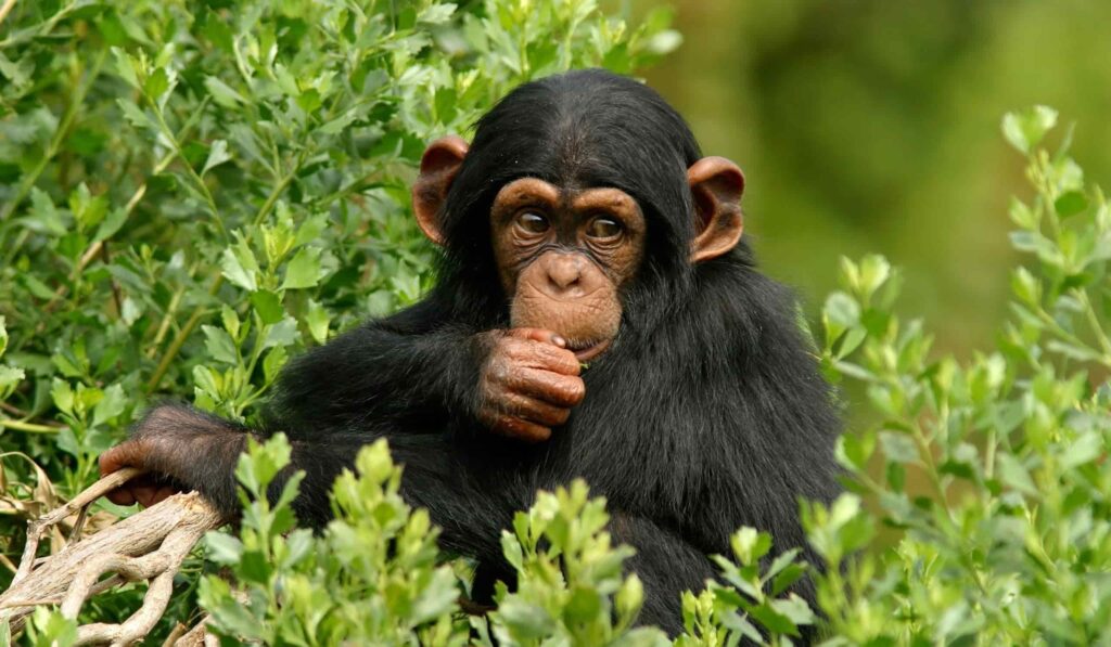 How many chimpanzees are in Uganda?