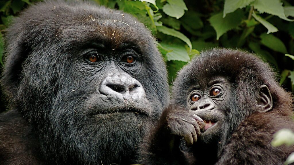 How much is a gorilla trekking permit in Uganda?