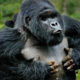How much is a gorilla trekking permit in Uganda?