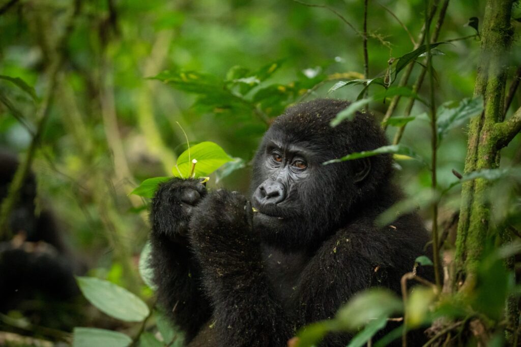 How safe is gorilla trekking in Uganda?
